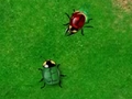 Beetle Wars pentru a juca on-line