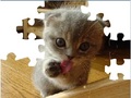 Cute Cat Puzzle pentru a juca on-line