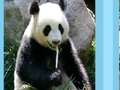 Panda puzzle pentru a juca on-line