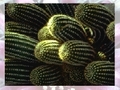 Cactus pentru a juca on-line