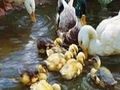 Duck familie pentru a juca on-line